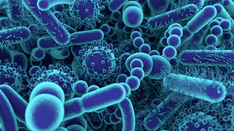 Wpływ CBD i THC na mikrobiotę człowieka - badania
